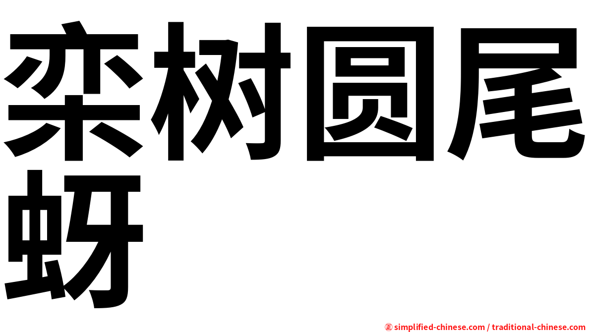 栾树圆尾蚜