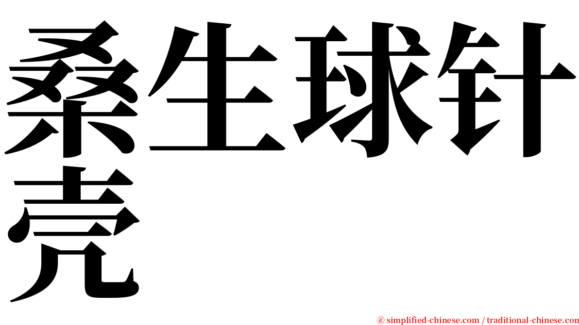 桑生球针壳 serif font