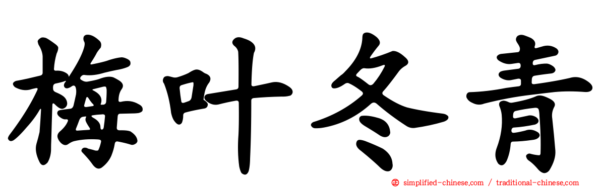 梅叶冬青