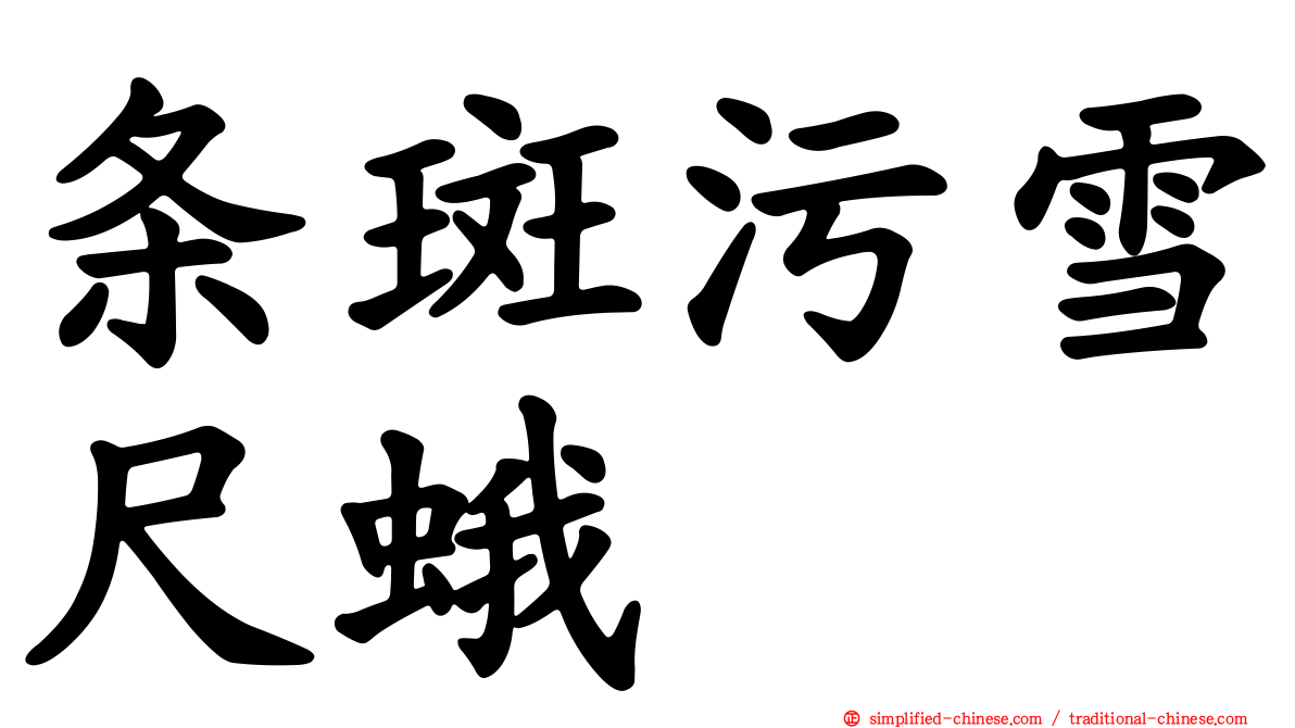 条斑污雪尺蛾