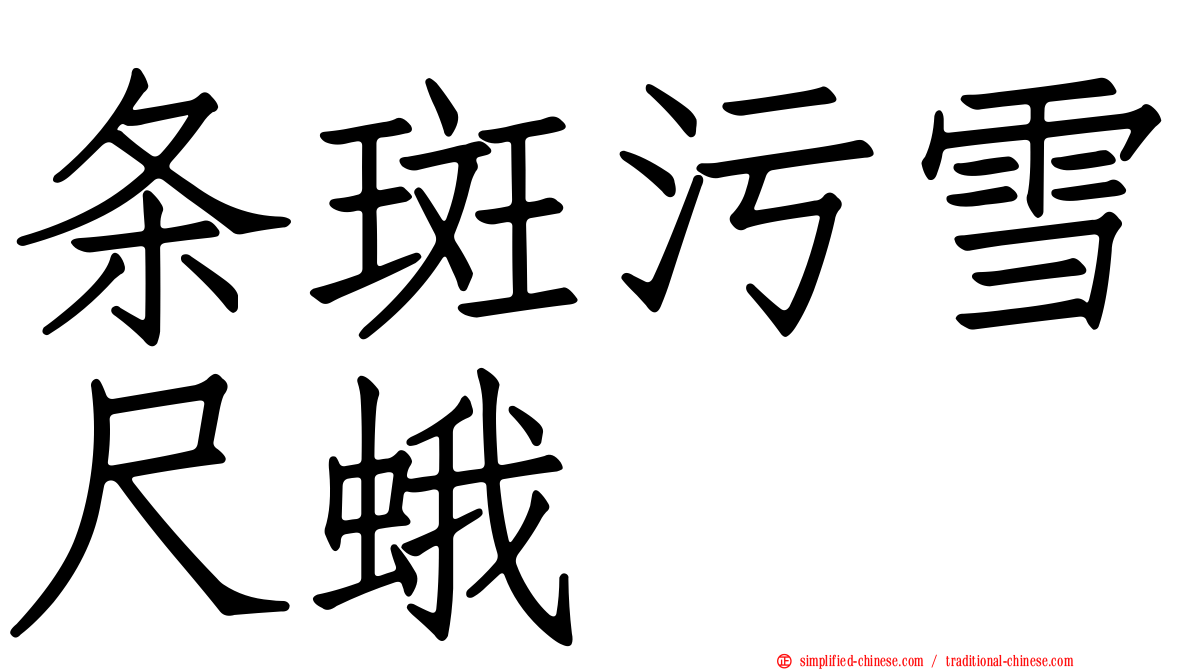 条斑污雪尺蛾