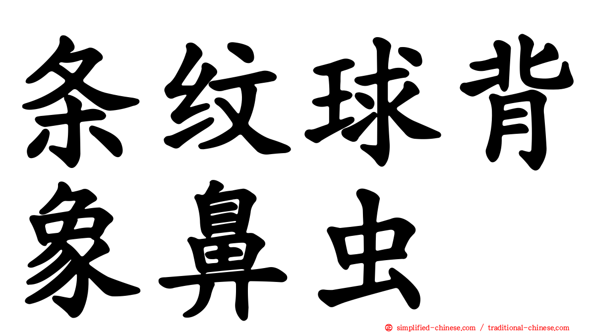 条纹球背象鼻虫