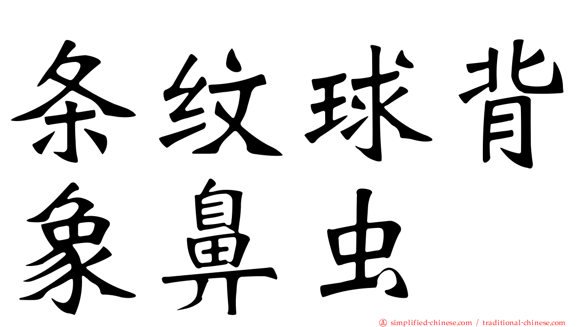 条纹球背象鼻虫