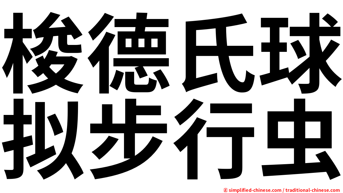 梭德氏球拟步行虫
