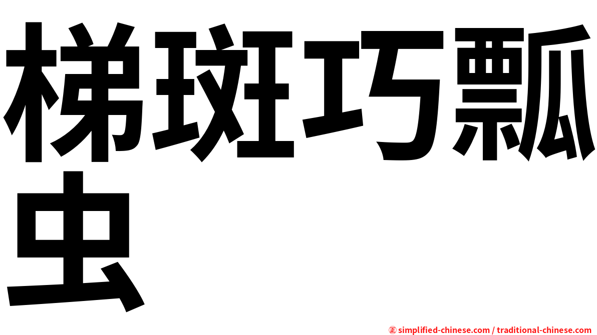 梯斑巧瓢虫