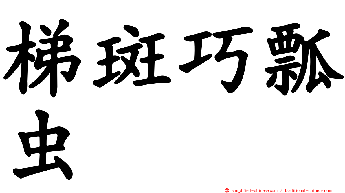 梯斑巧瓢虫