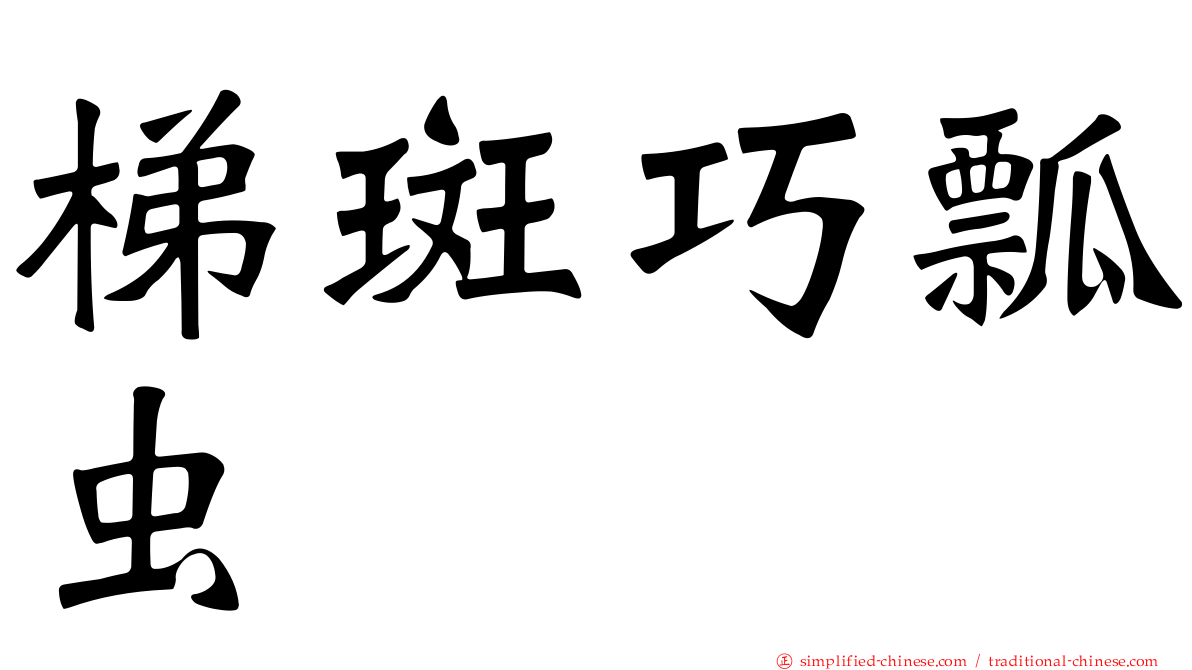 梯斑巧瓢虫