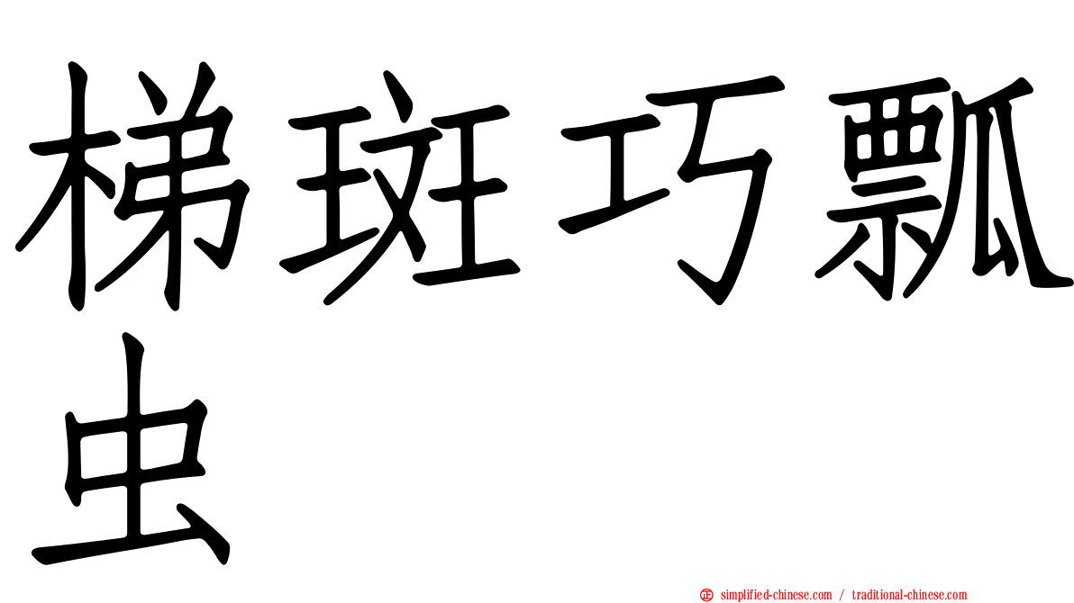 梯斑巧瓢虫