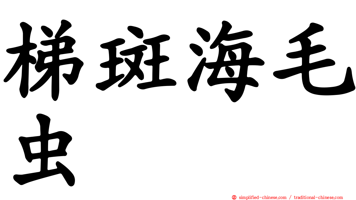 梯斑海毛虫