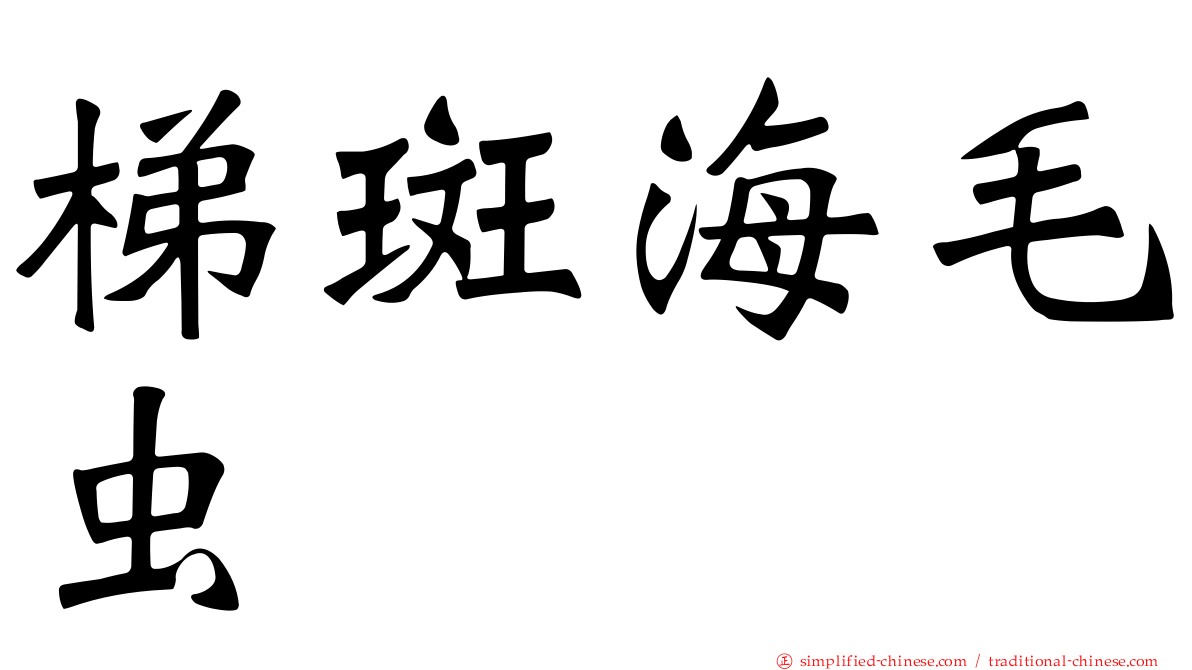 梯斑海毛虫