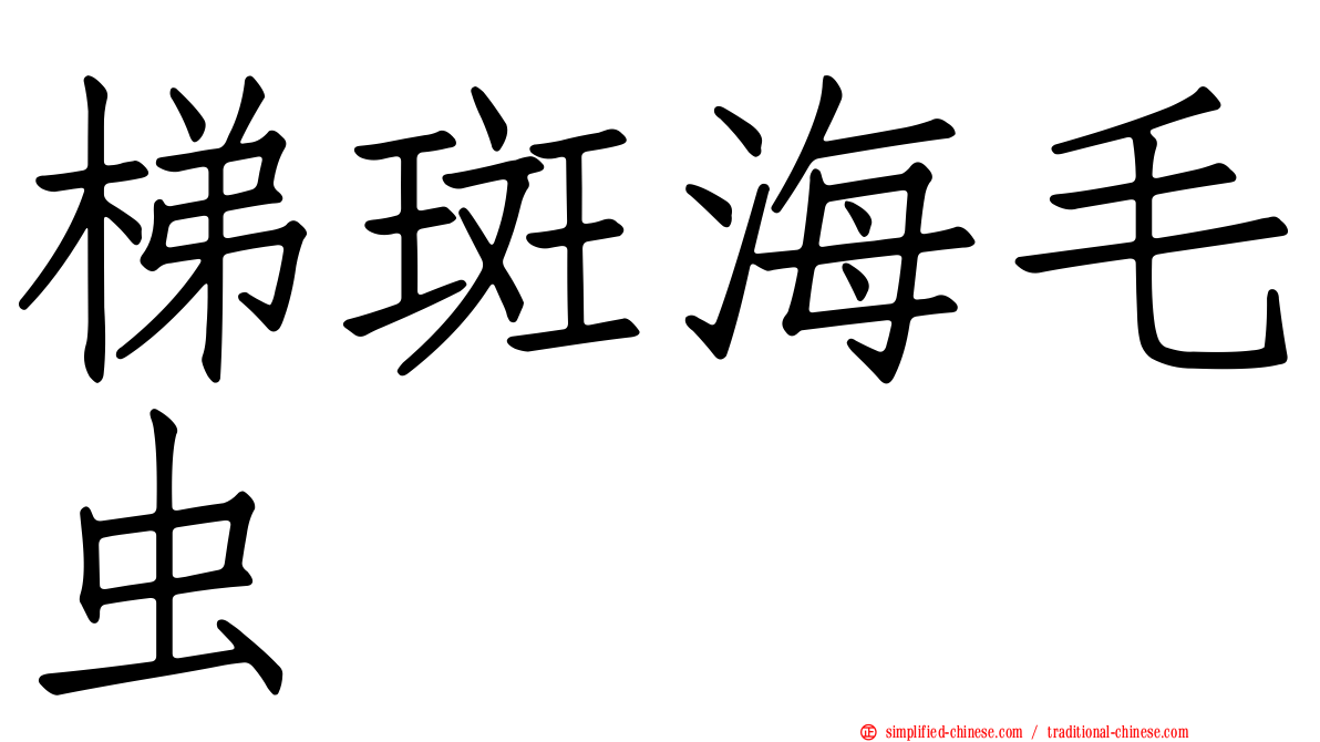 梯斑海毛虫
