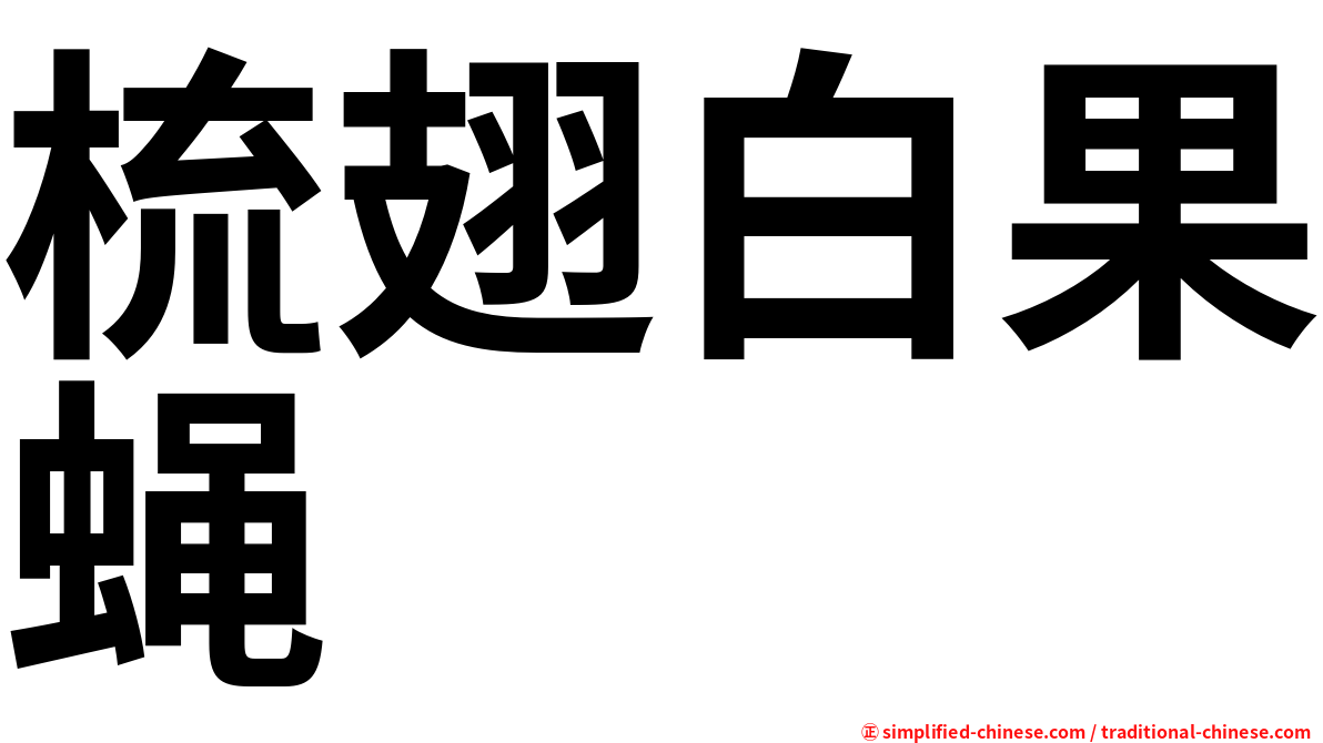 梳翅白果蝇