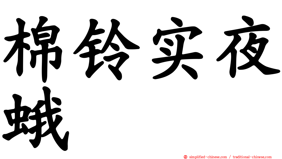 棉铃实夜蛾