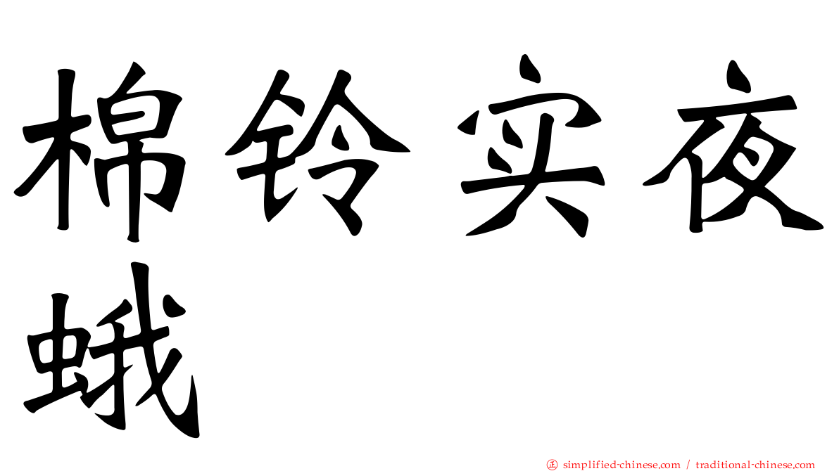 棉铃实夜蛾