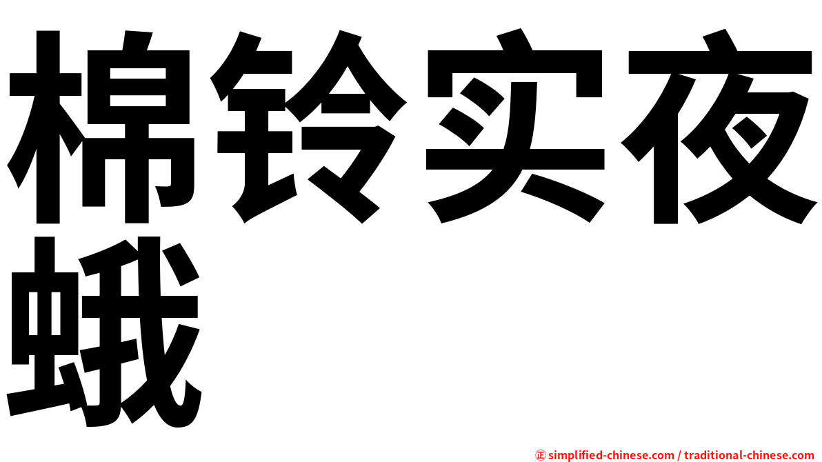 棉铃实夜蛾