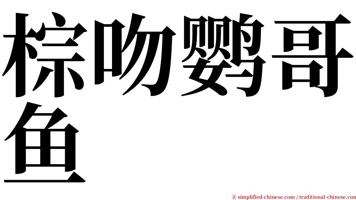 棕吻鹦哥鱼 serif font