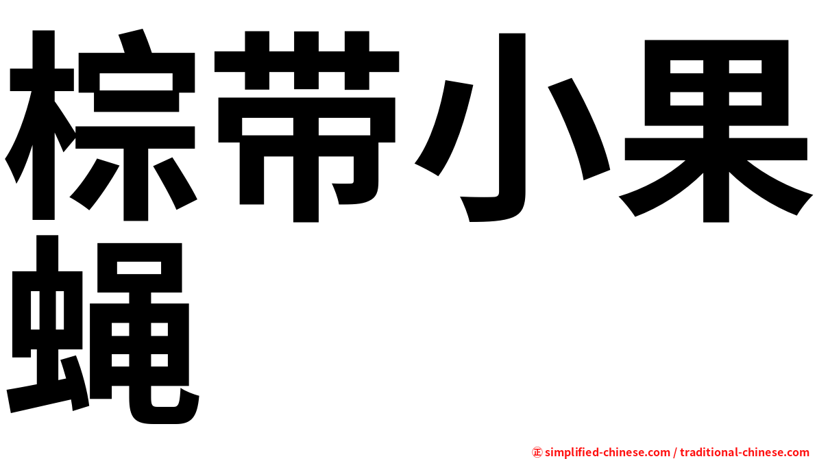 棕带小果蝇