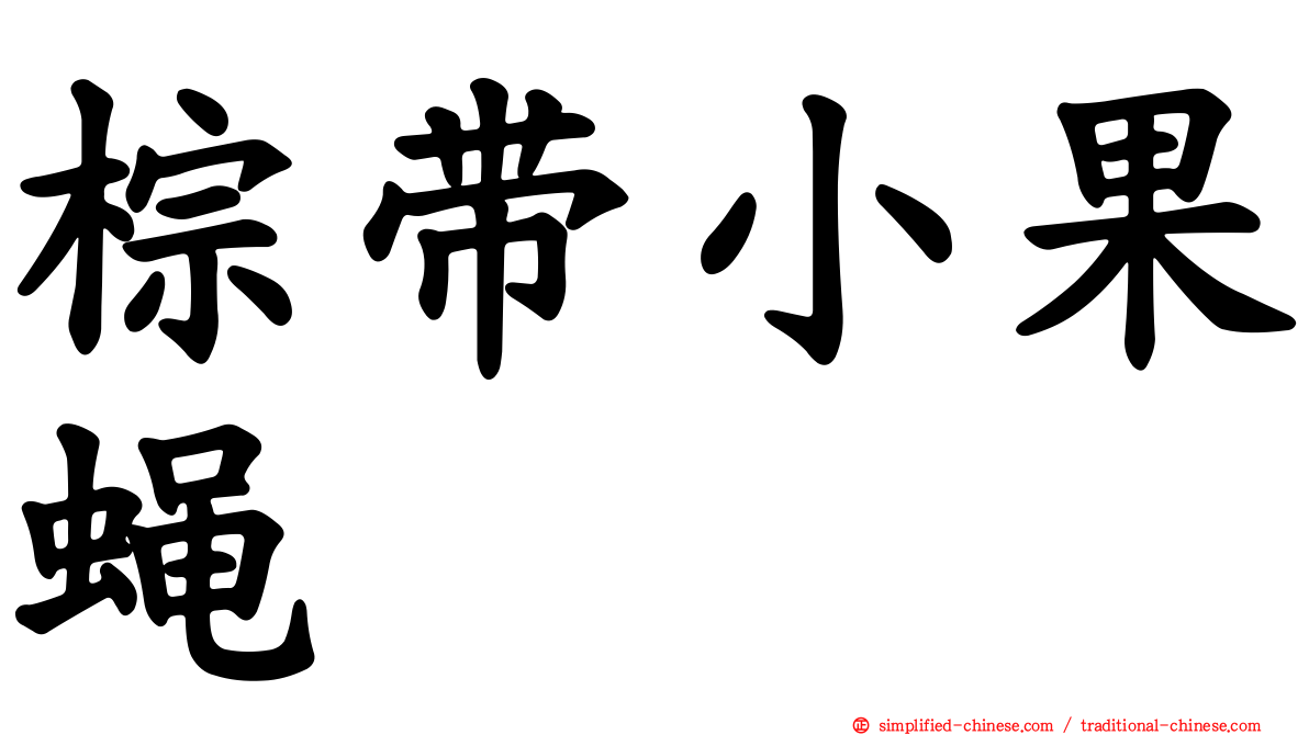 棕带小果蝇