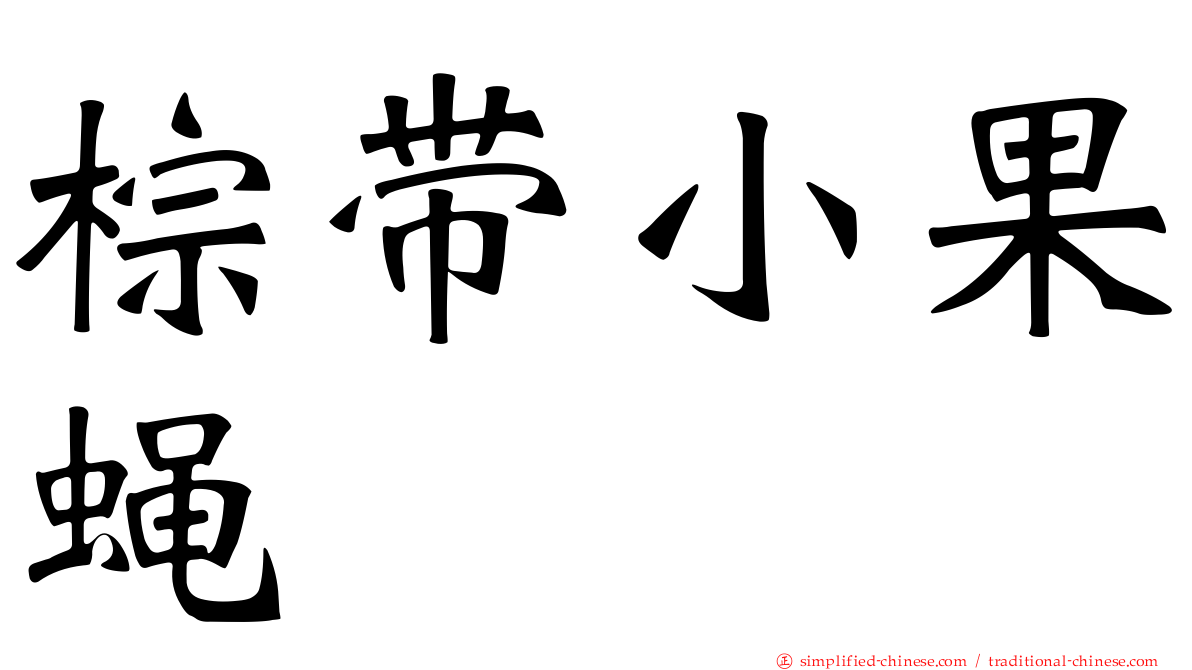 棕带小果蝇