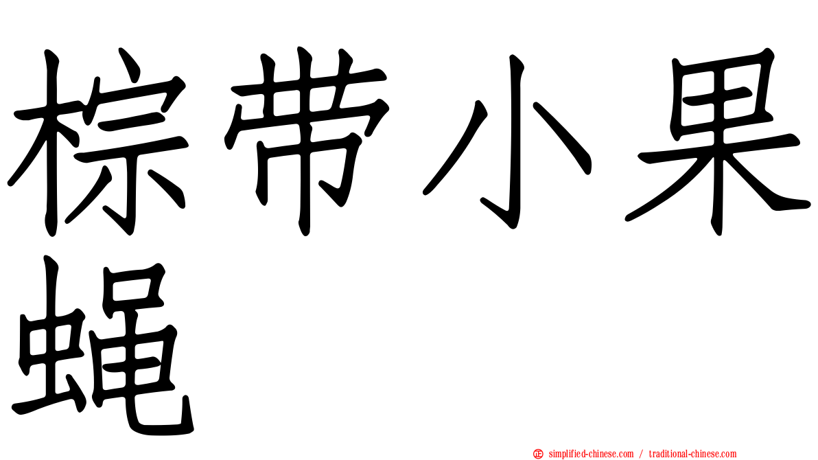 棕带小果蝇