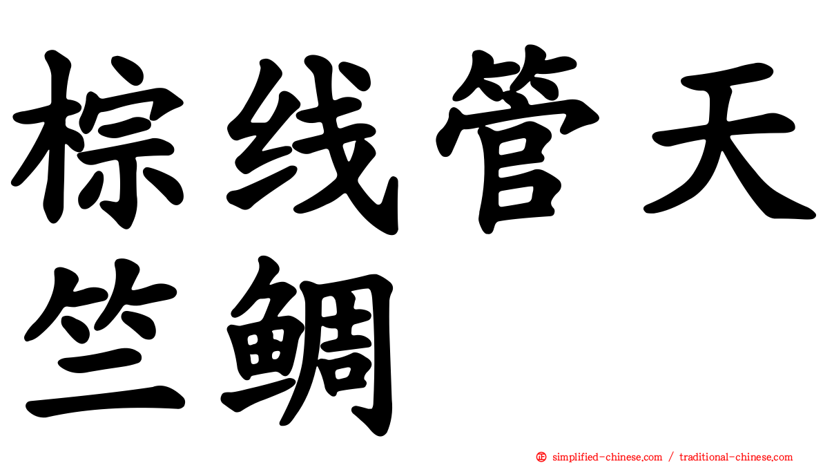 棕线管天竺鲷