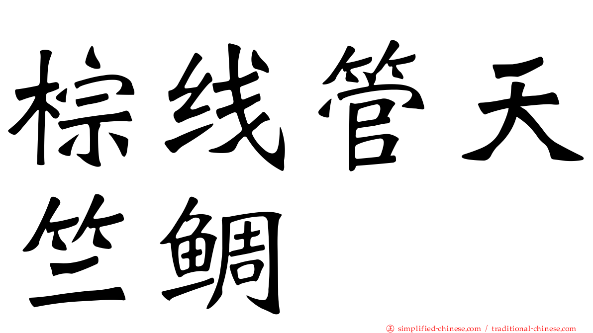 棕线管天竺鲷