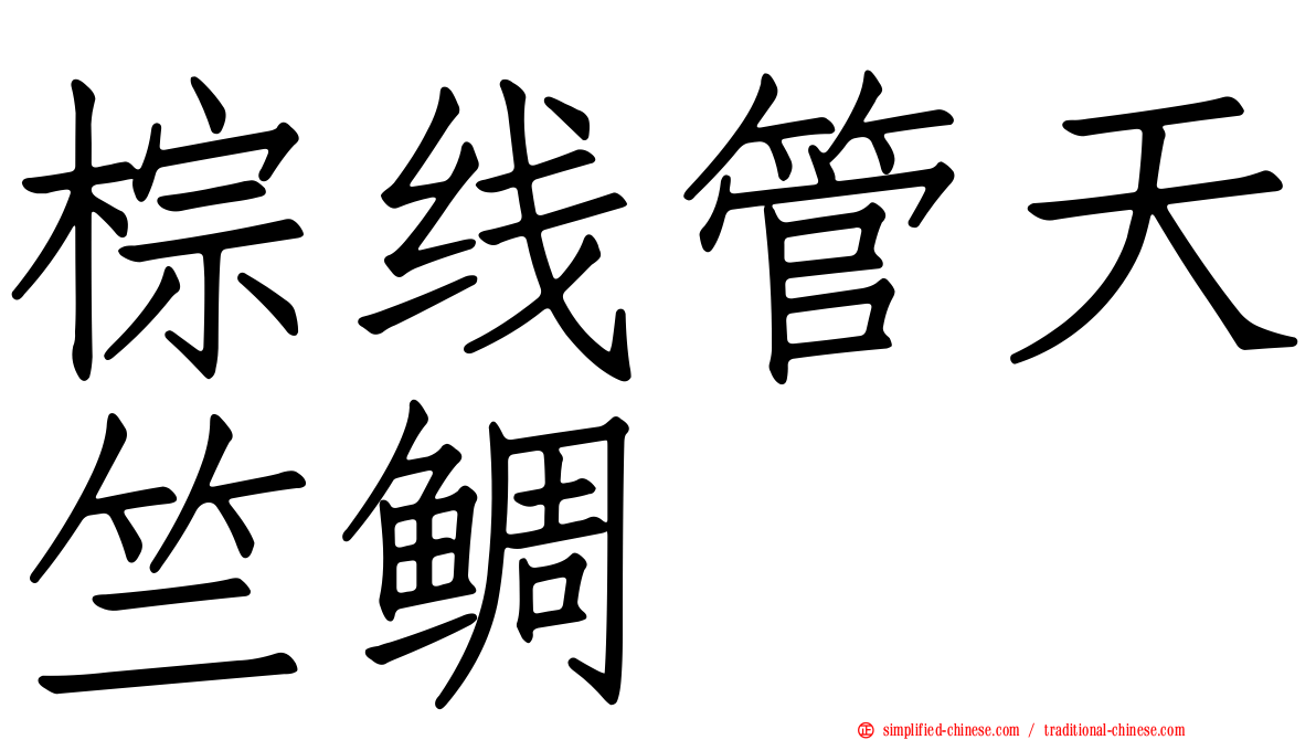 棕线管天竺鲷