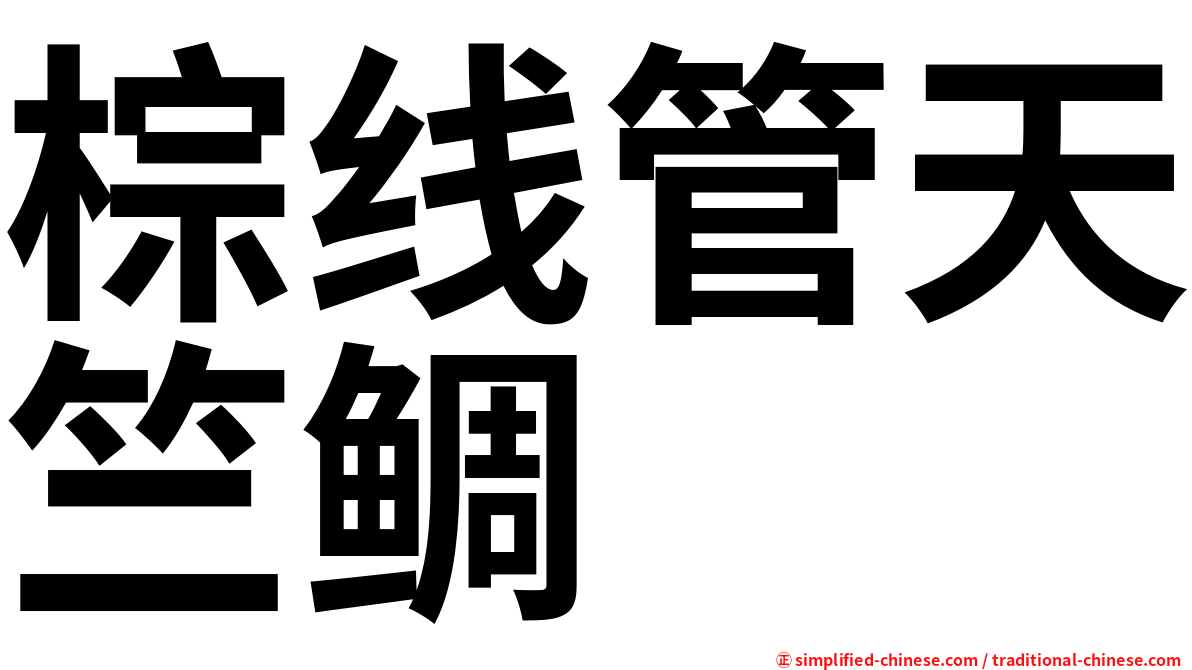棕线管天竺鲷