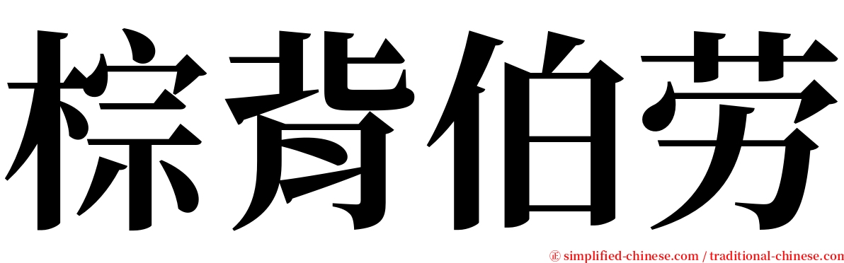 棕背伯劳 serif font