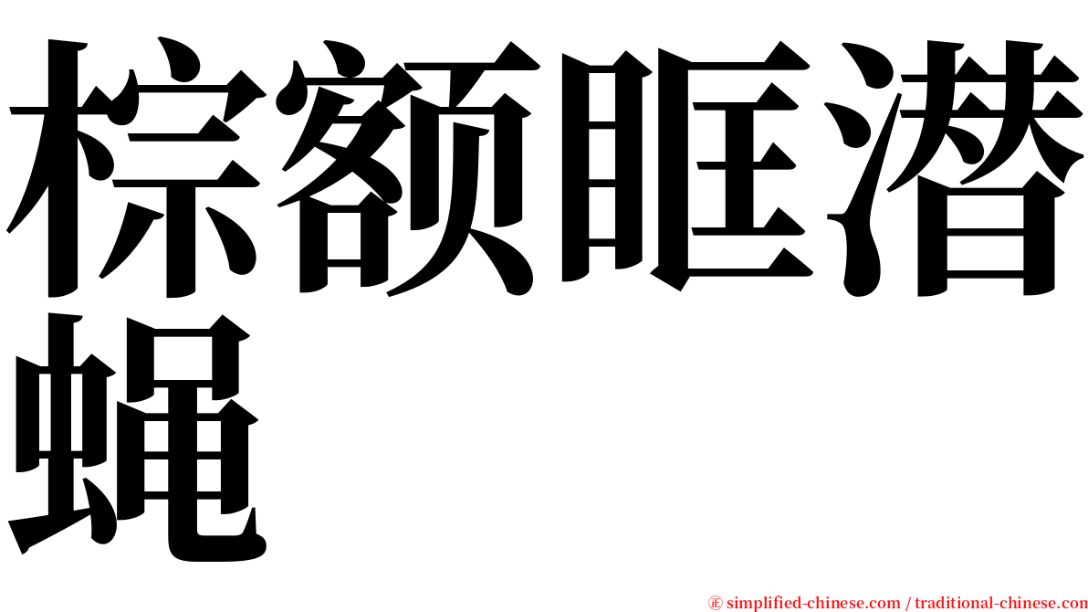 棕额眶潜蝇 serif font