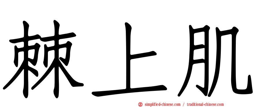 棘上肌