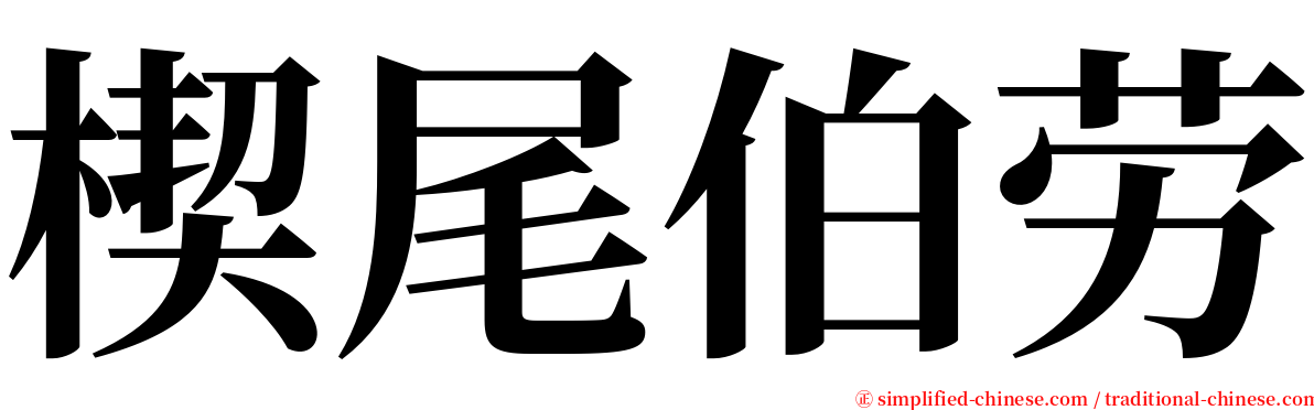 楔尾伯劳 serif font