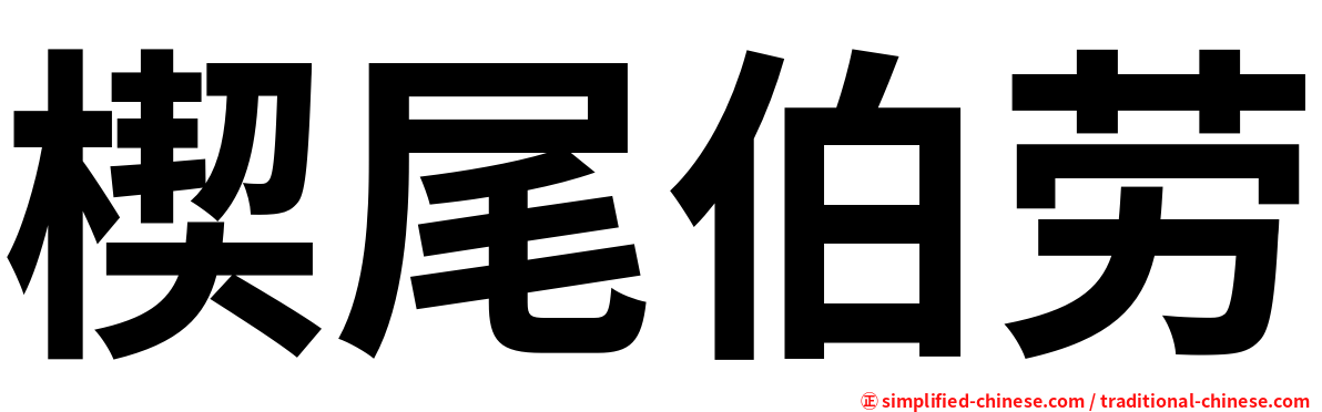 楔尾伯劳