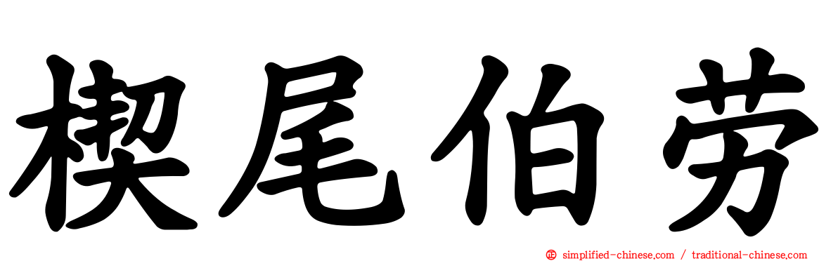 楔尾伯劳