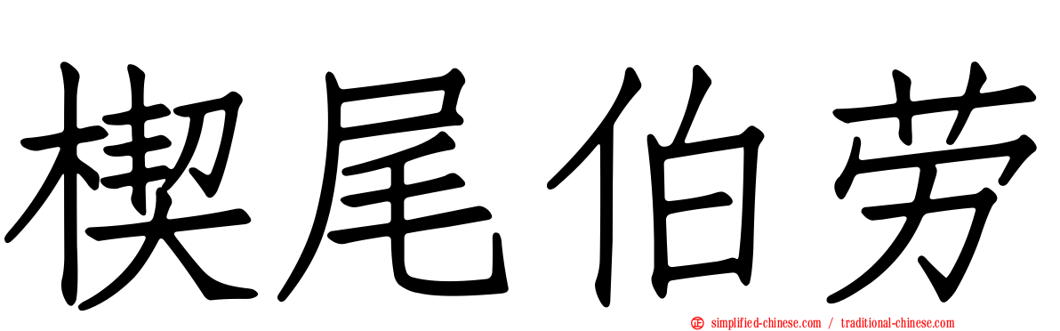 楔尾伯劳