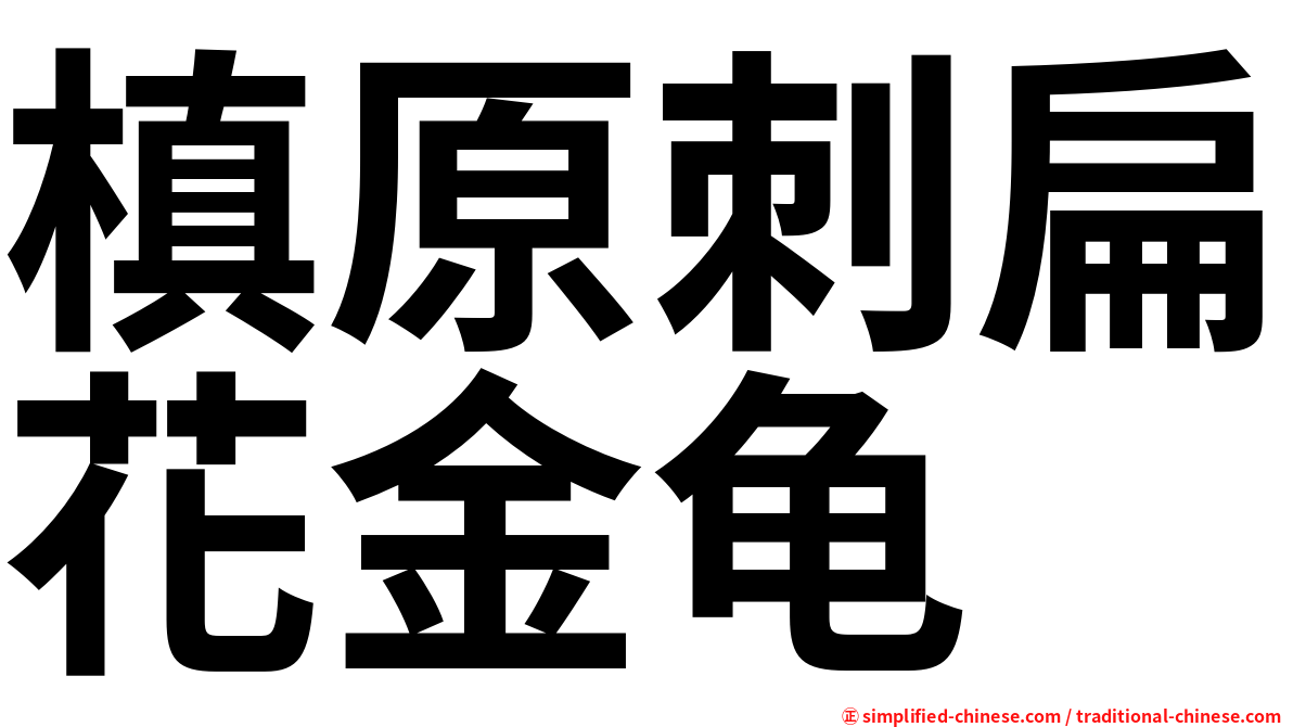 槙原刺扁花金龟