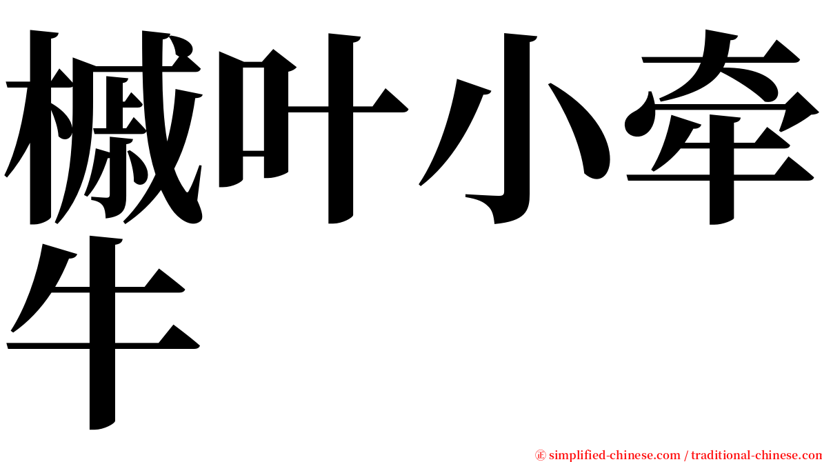槭叶小牵牛 serif font