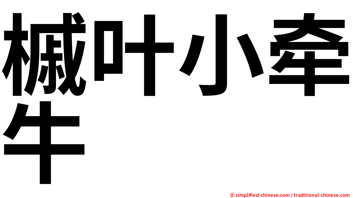 槭叶小牵牛