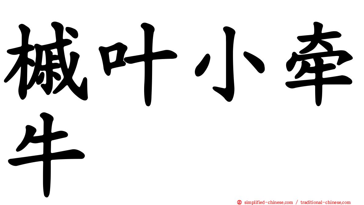槭叶小牵牛