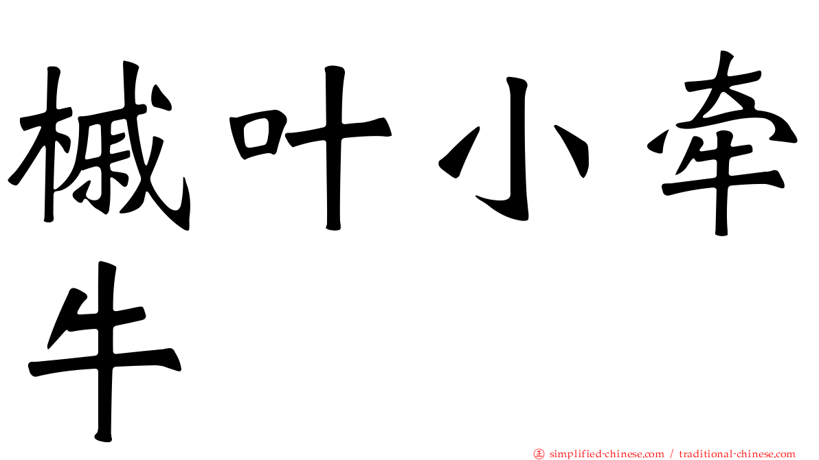 槭叶小牵牛