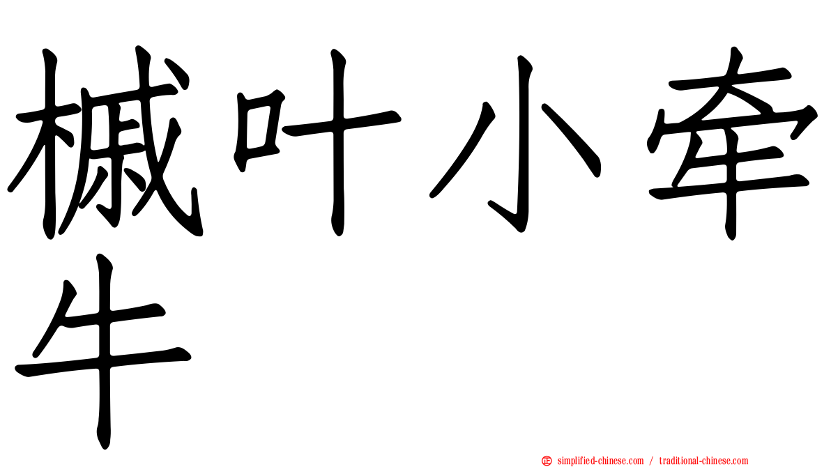 槭叶小牵牛