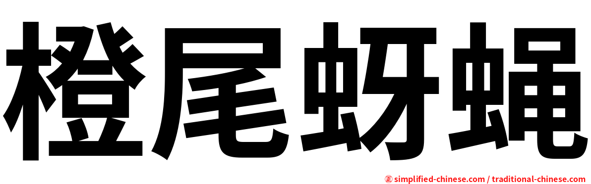 橙尾蚜蝇