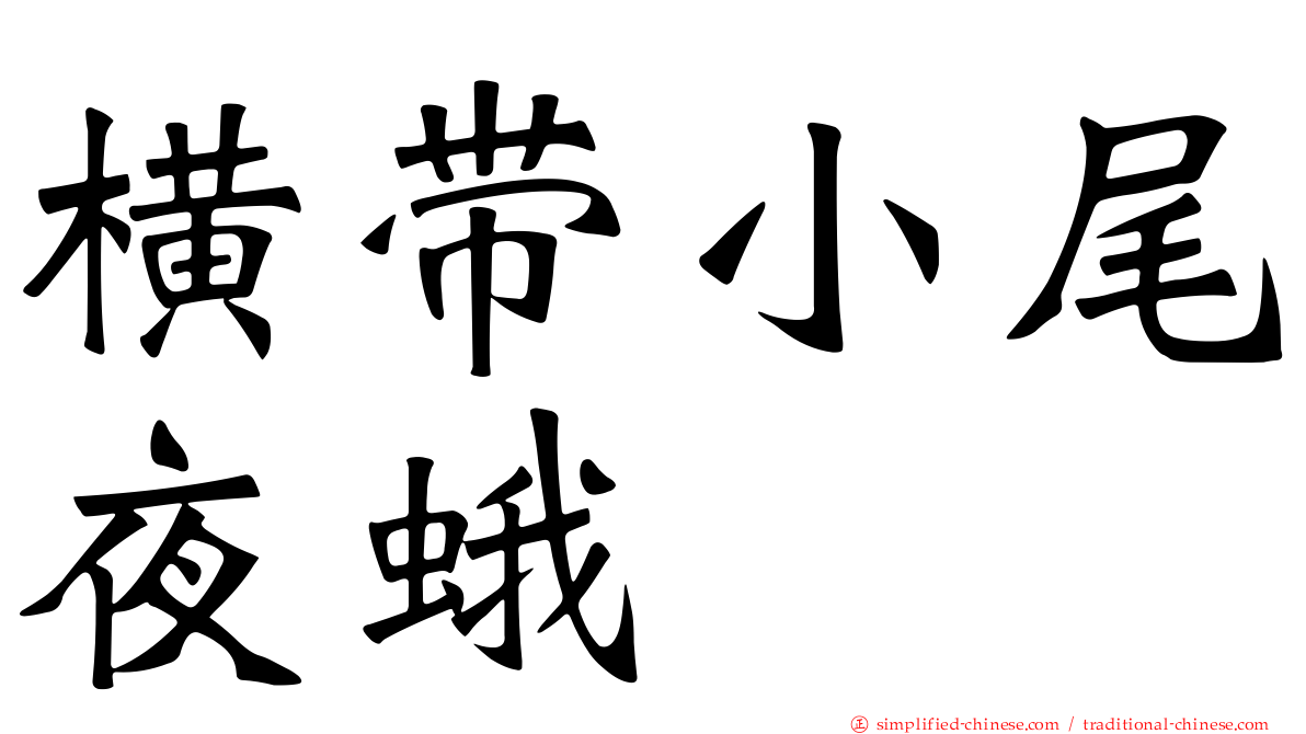 横带小尾夜蛾