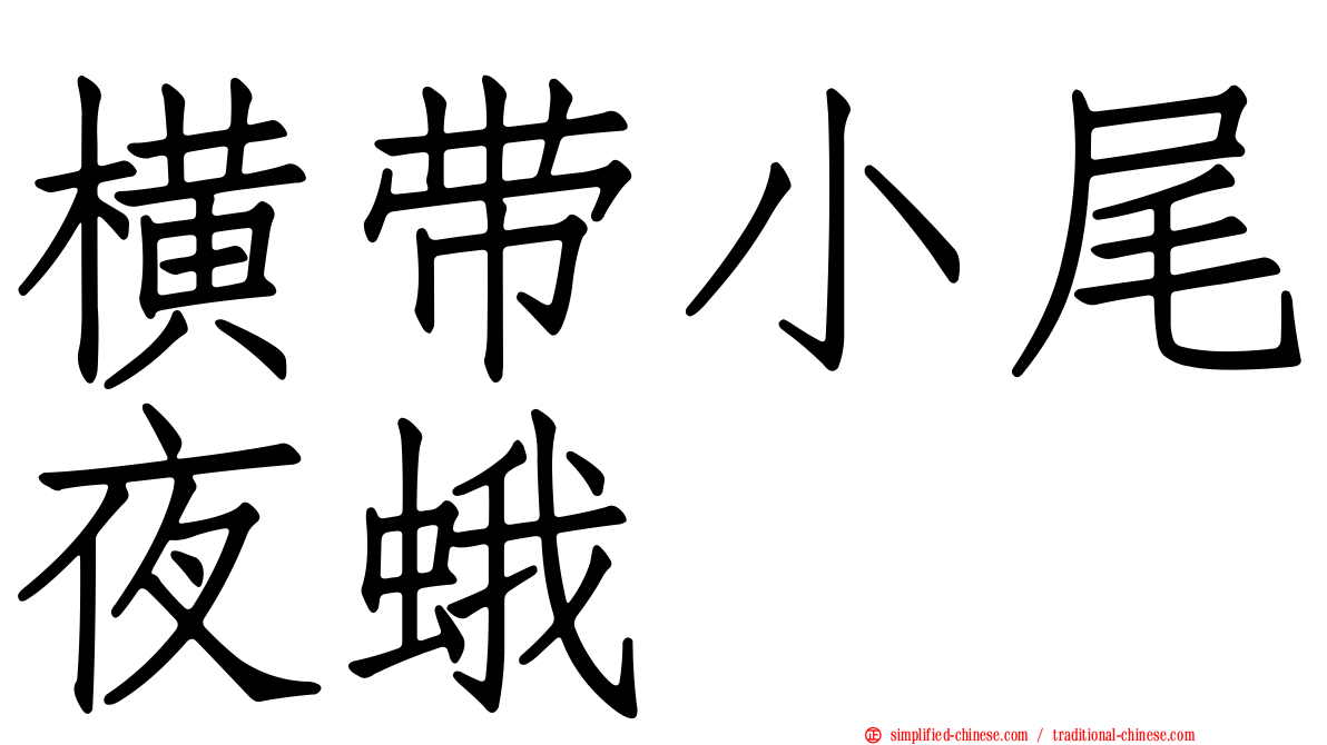 横带小尾夜蛾