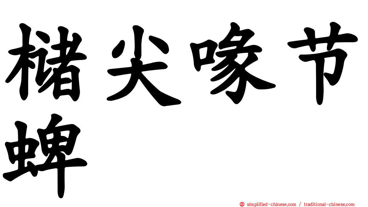 槠尖喙节蜱