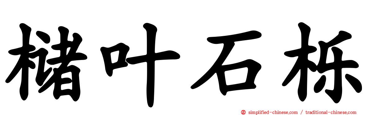 槠叶石栎