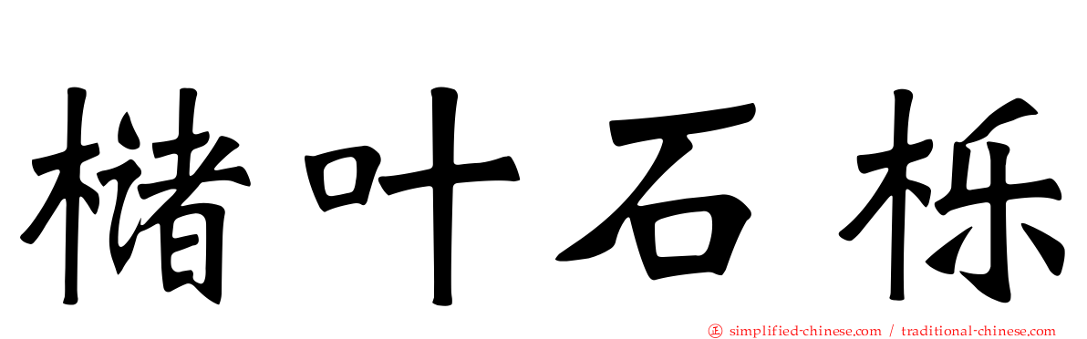 槠叶石栎