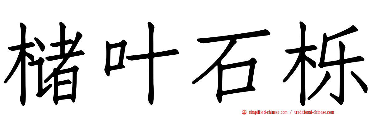 槠叶石栎