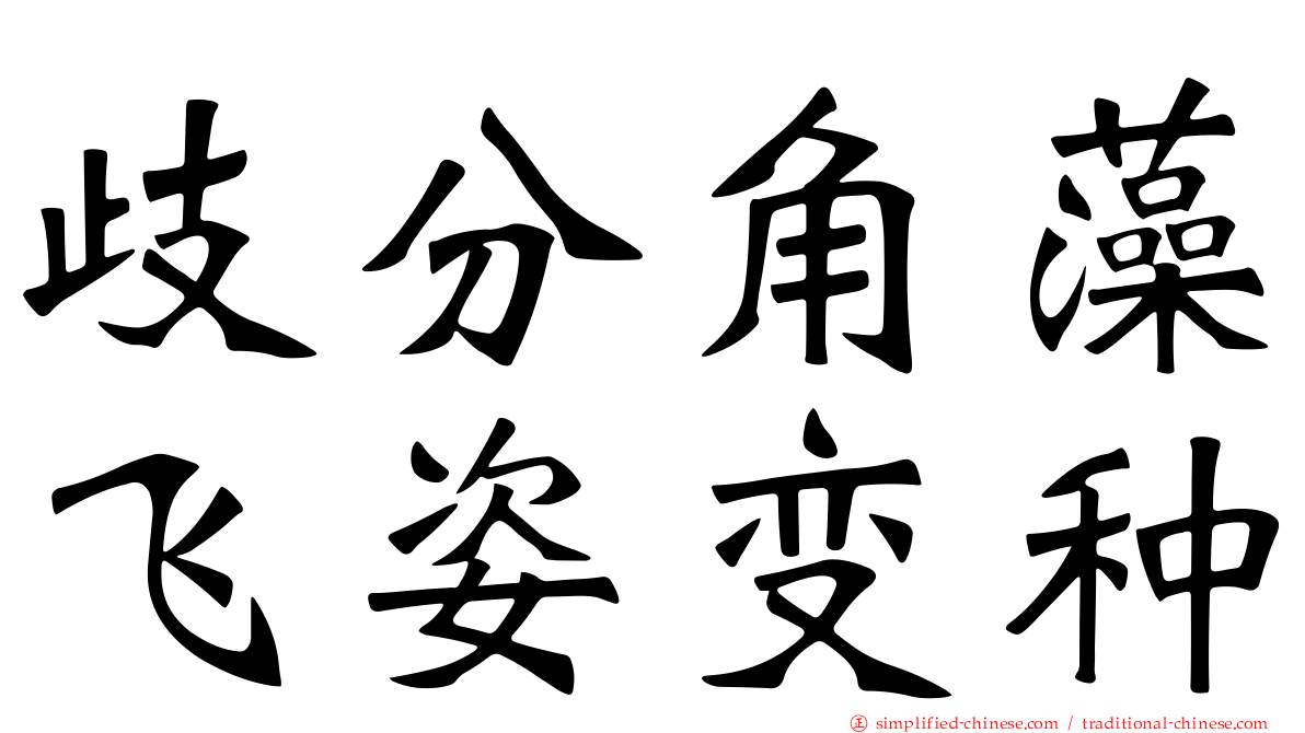 歧分角藻飞姿变种