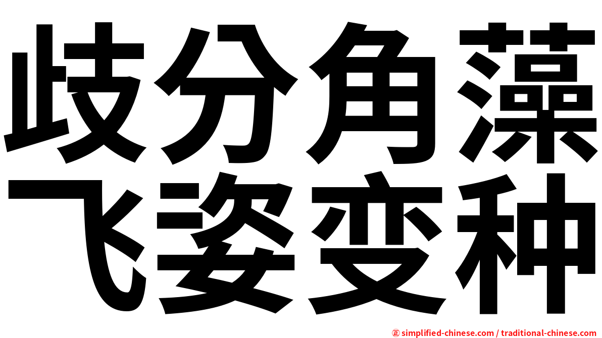 歧分角藻飞姿变种